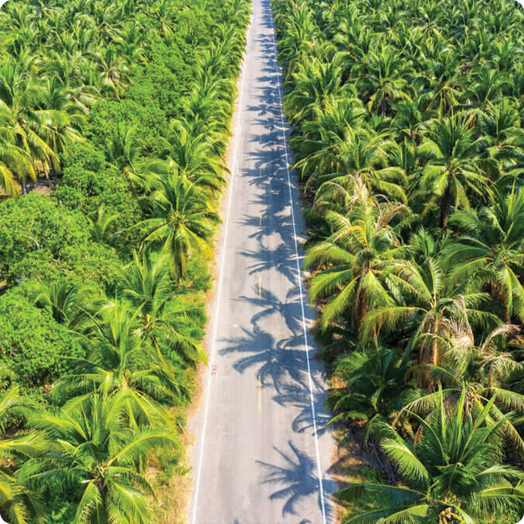 Plantations & Forestry